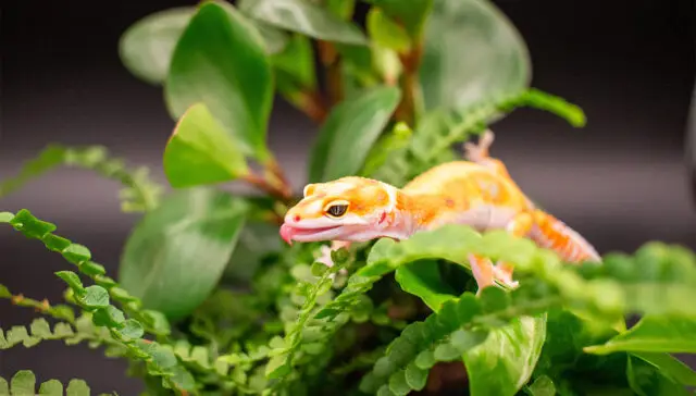 GeckoTech compliance services in Clarksville