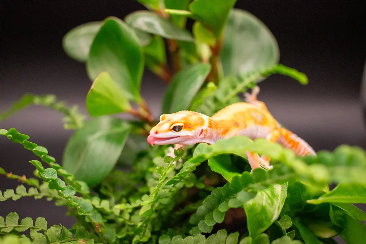 GeckoTech compliance services in Clarksville